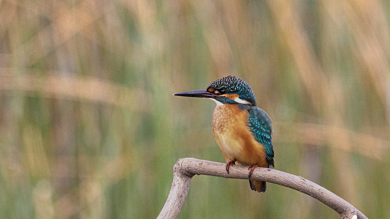 Common Kingfisher